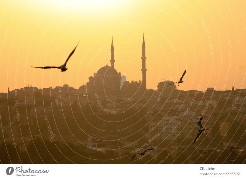 Evening(s)Country Cloudless sky Horizon Sunrise Sunset Summer Manmade structures Tourist Attraction Bird Pigeon 4 Animal Group of animals Flock Flying Istanbul