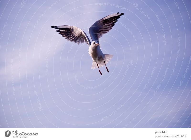 Gymnastic Gull Bird Wing 1 Animal Flying Esthetic Free Power Contentment Elegant Freedom Nature Pride Symmetry Seagull Hover Outstretched Wind Blue sky