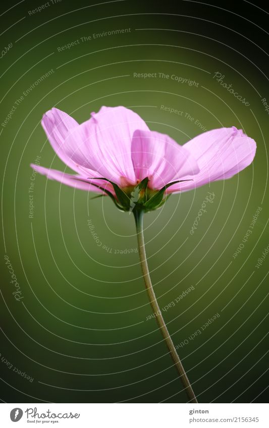 Cosmea Flower Summer Garden Nature Plant Blossom Cosmos Bouquet Blossoming Glittering Elegant Near Green Pink flower portrait pink blossom Ornamental plant