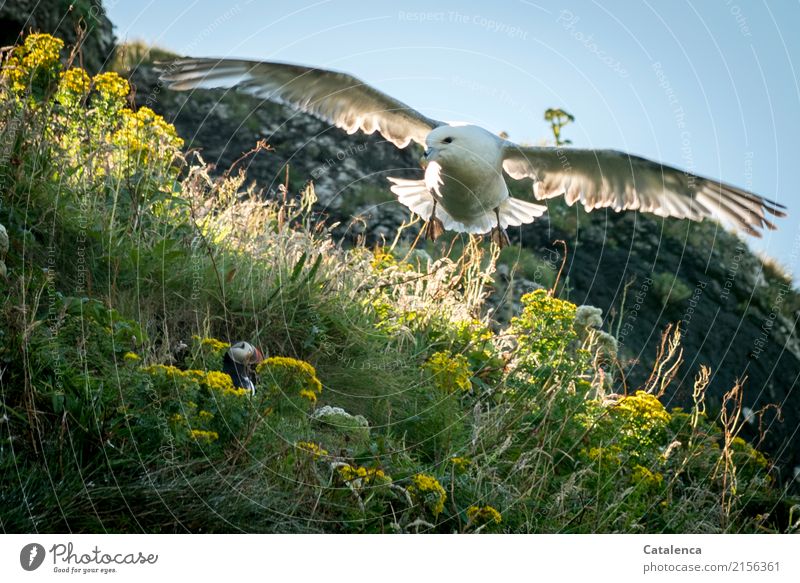 In danger, a seagull flies at the breeding hole of the puffin Hunting Nature Plant Animal Sky Summer Beautiful weather Flower Grass Blossom Wild plant geyser