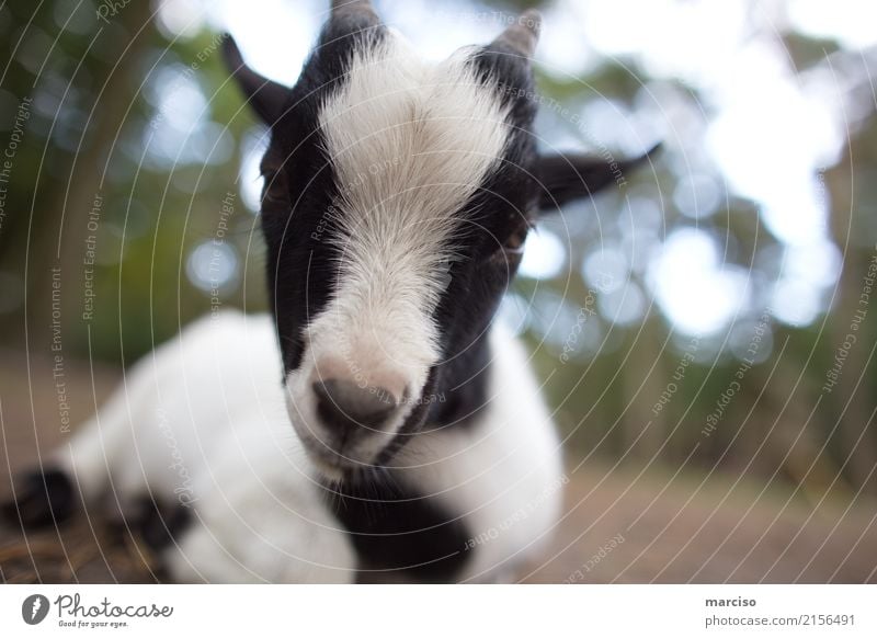 34 Best Pictures Animal Farm Petting Zoo Near Me : 9 Best Petting Zoos