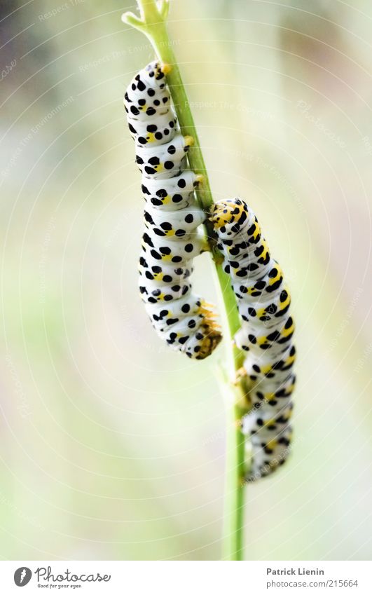 togetherness Environment Nature Plant Animal Elements Summer Foliage plant Agricultural crop Wild animal 2 Hang Caterpillar To feed Beautiful Speed erode Point
