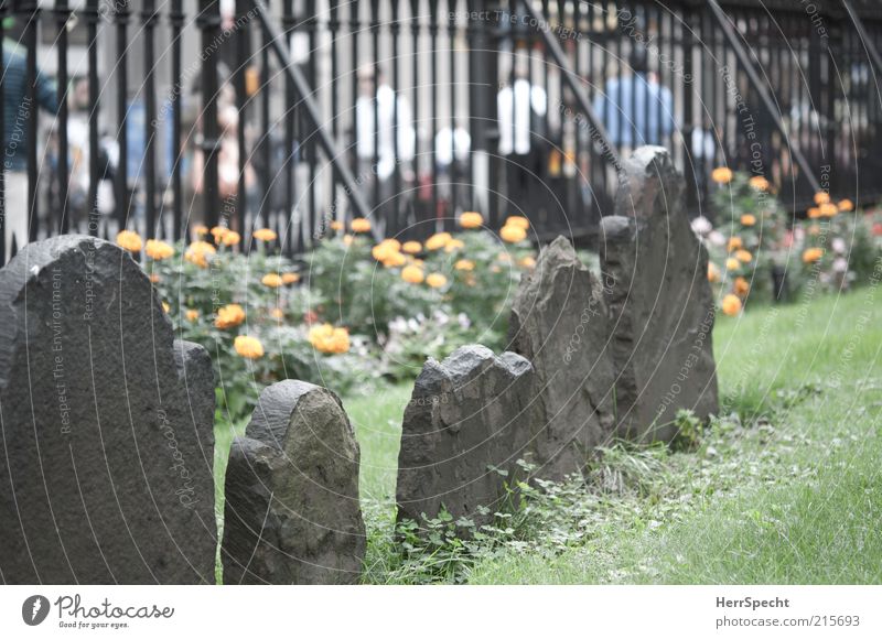 The dead and the living Human being Life Flower Grass Meadow New York City Populated Pedestrian Street Stone Old Cemetery Grave Tombstone Weathered Fence