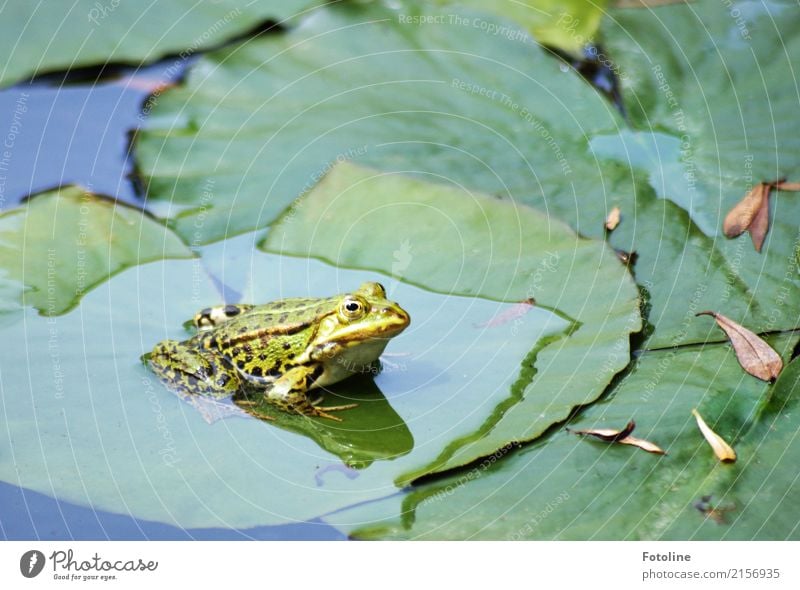 Kiss me! Kiss me! Environment Nature Plant Animal Elements Water Summer Leaf Foliage plant Coast Lakeside Pond Wild animal Frog Animal face 1 Bright Small Wet