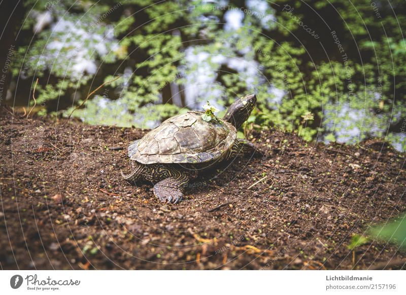 beach day Environment Nature Animal Earth Water Fern Leaf Exotic Garden Virgin forest Coast Lakeside Bog Marsh Pond Pet Wild animal Animal face Claw