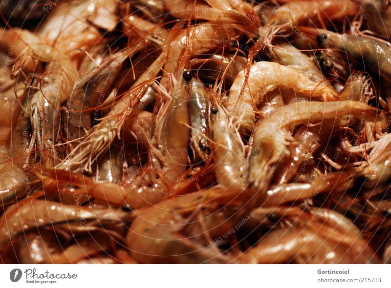 prawns Food Seafood Nutrition Exotic Shrimps Marine animal Colour photo Light Reflection Shallow depth of field Many