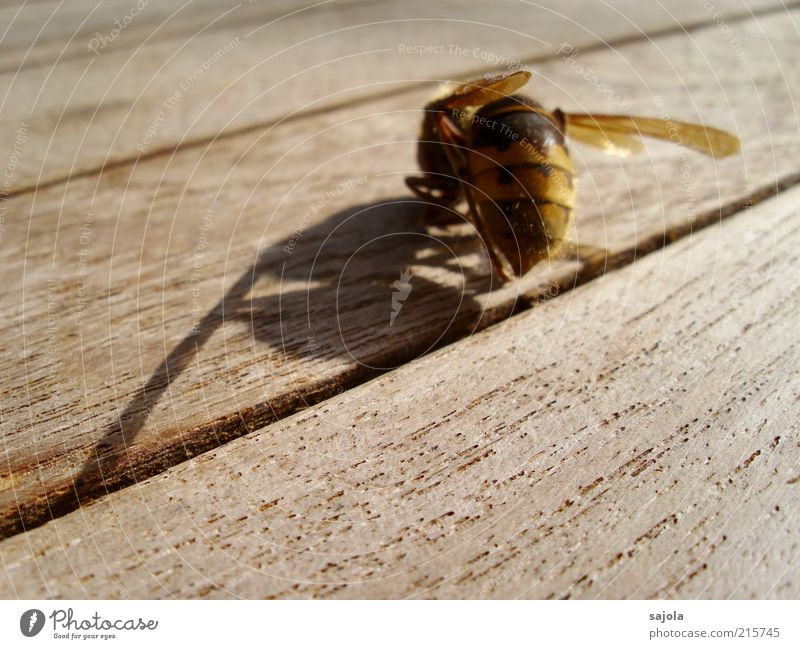 a shadow of itself Animal Dead animal Wing Hornet 1 Wood Sadness Grief Esthetic Transience Change Death Sheath Diagonal Colour photo Exterior shot Close-up