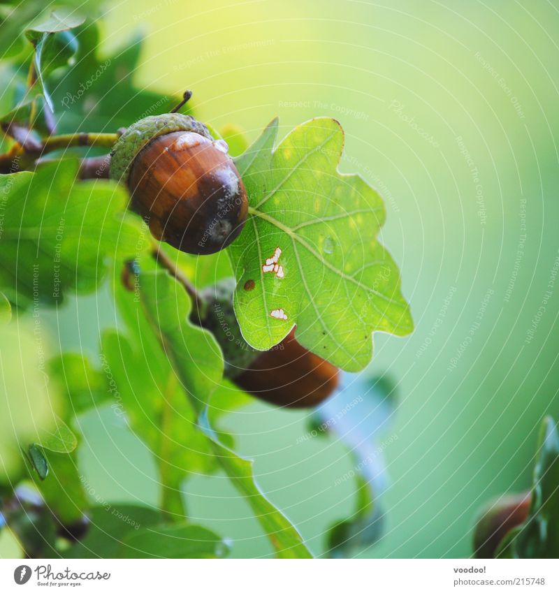 ...croissant searches! Nature Plant Leaf Growth Brown Green Honor Bravery Power Environment Acorn Oak tree Oak leaf Positive Organic produce Hard Small