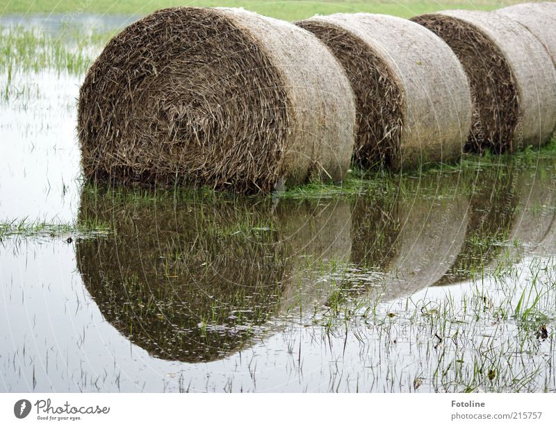 inundation Environment Nature Landscape Plant Elements Water Autumn Grass Meadow Bright Wet Natural Hay Hay bale Straw Bale of straw Deluge Inundated