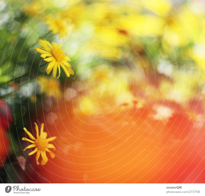 Beautiful Day. Art Esthetic Calm Peace Flower Flower meadow Blossom Blossoming Yellow Decent Warmth Pleasant Ease Background picture Many Blur Spring Summer