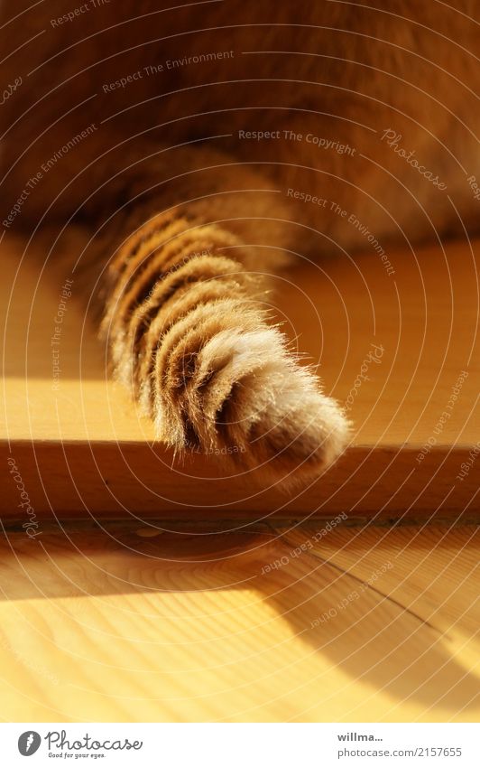 tail-operated Tails Cat Pelt Domestic cat Pet Soft Love of animals Wooden floor Auburn Detail Rear view Animal