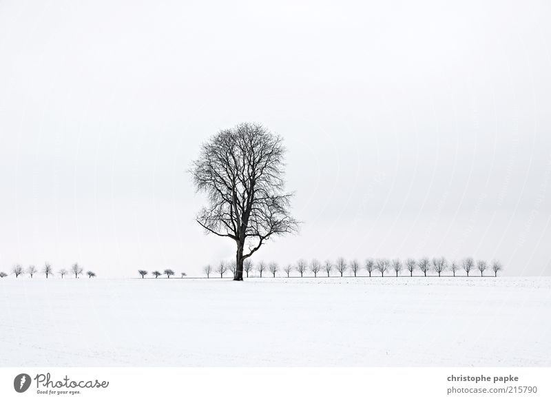 Tree in snowy landscape Winter Ice Frost Snow tree Field Freeze chill White Unwavering Sadness weaker Loneliness Nature Transience Far-off places Subdued colour
