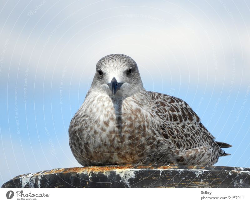 Seagull sitting around Nature Animal Coast Baltic Sea Wild animal Bird Animal face 1 Sit Blue Brown Gray Colour photo Exterior shot Deserted Copy Space top Day