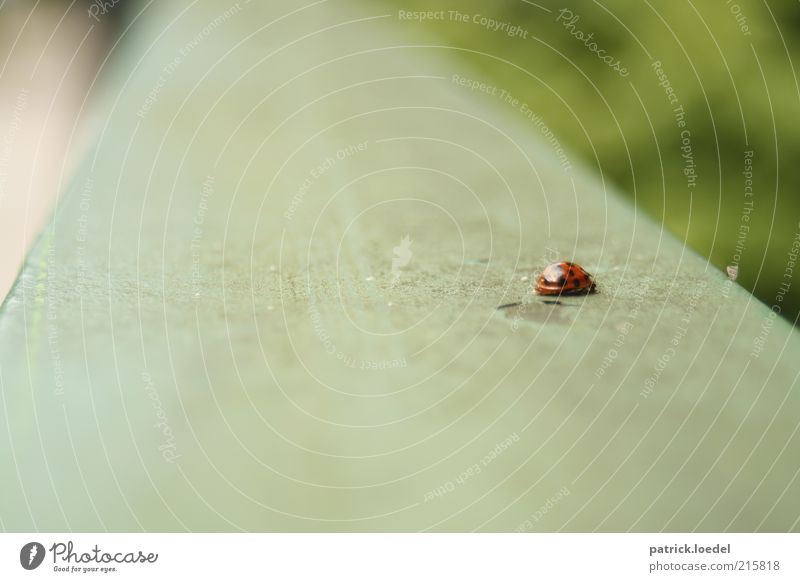 [HH01] without title Environment Animal Wild animal Beetle Ladybird Crawl Blur Point Insect Colour photo Subdued colour Exterior shot Close-up Copy Space left