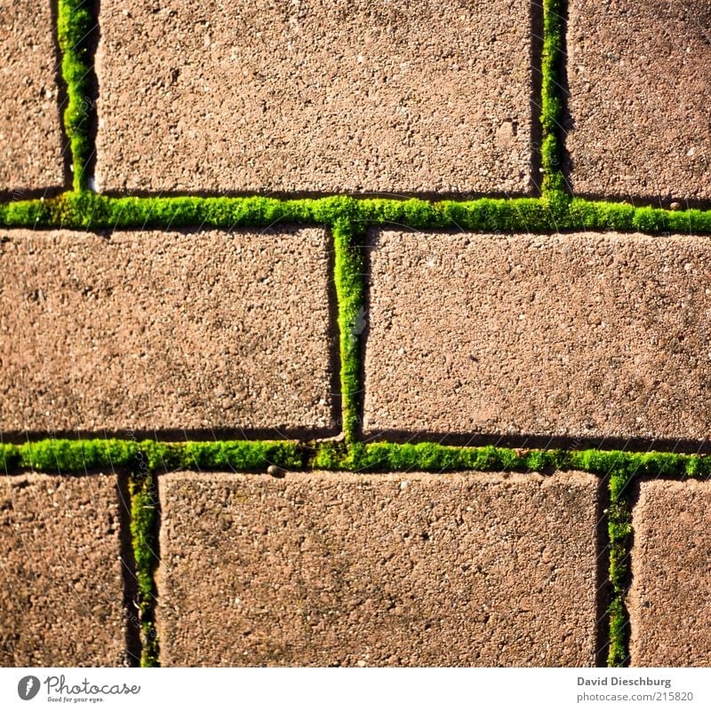 Moody times Nature Plant Moss Foliage plant Brown Green Stone Paving stone Rectangle Network Connection Grid Line Weed Colour photo Multicoloured Exterior shot