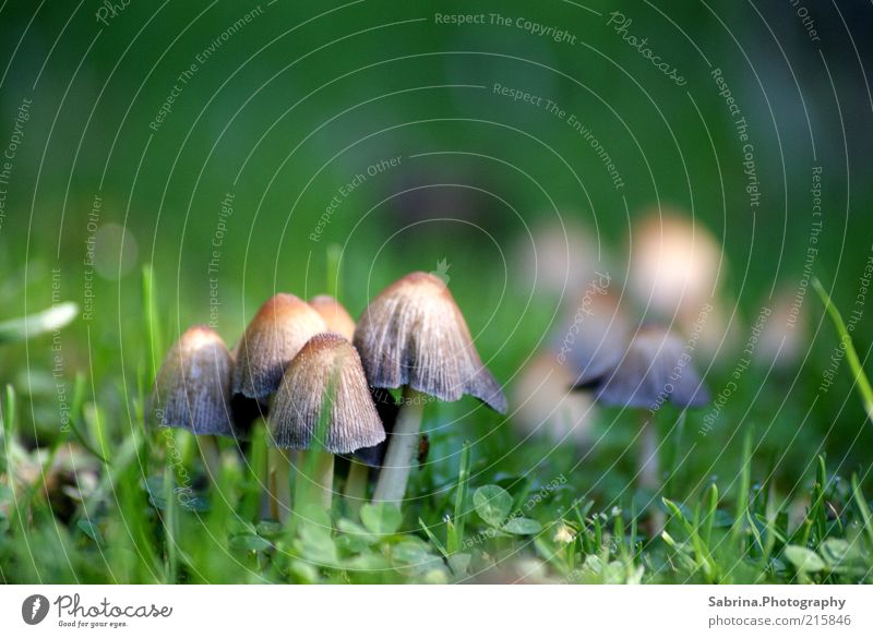 mushroom community Food Vegetable Organic produce Leisure and hobbies Environment Nature Elements Autumn Beautiful weather Wild plant Meadow Hat Observe