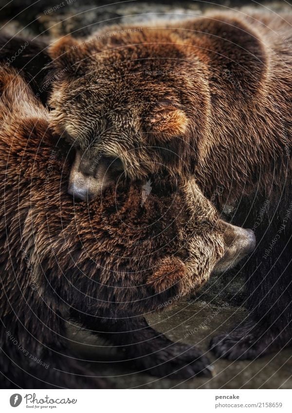 as strong as an ox Animal Wild animal 2 To hold on Fight Communicate Bear Strong as an ox Power Pelt Bite Stock market Pair of animals Colour photo