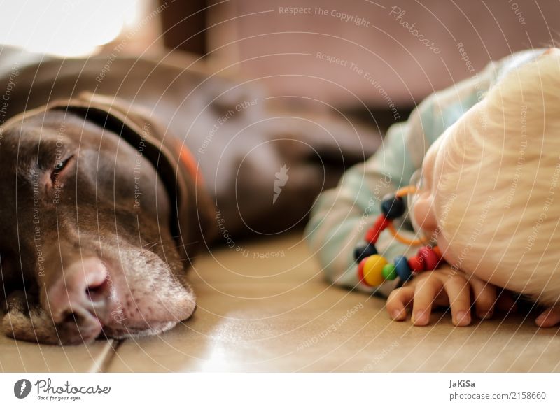 Child with dog relaxing, recovering Human being Toddler 1 1 - 3 years Pet Dog Animal Relaxation Lie Together Contentment Friendship Infancy Colour photo