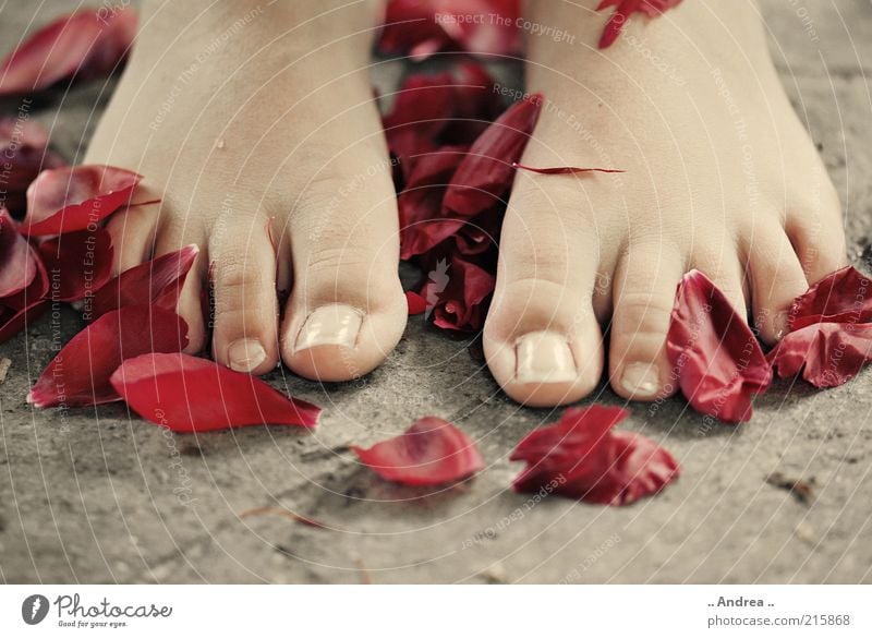 wellness Wellness Life Harmonious Well-being Contentment Relaxation Calm Cure Spa Fragrance Red Feet Toes Rose Rose leaves Rose blossom Young woman Toenail 2