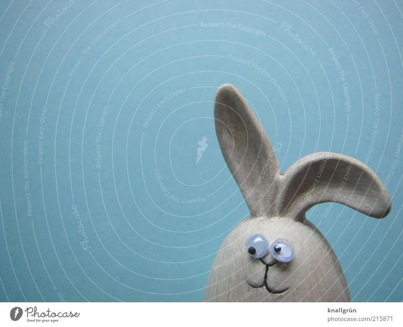 My name is Hase Animal Animal face Hare & Rabbit & Bunny 1 Observe Looking Friendliness Blue Gray Emotions Joy Expectation happy easter Easter Easter Bunny