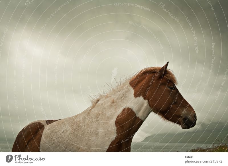 In wind and weather Nature Animal Sky Clouds Wind Farm animal Wild animal Horse 1 Stand Wait Esthetic Dark Natural Moody Mane Pony Føroyar Iceland Pony
