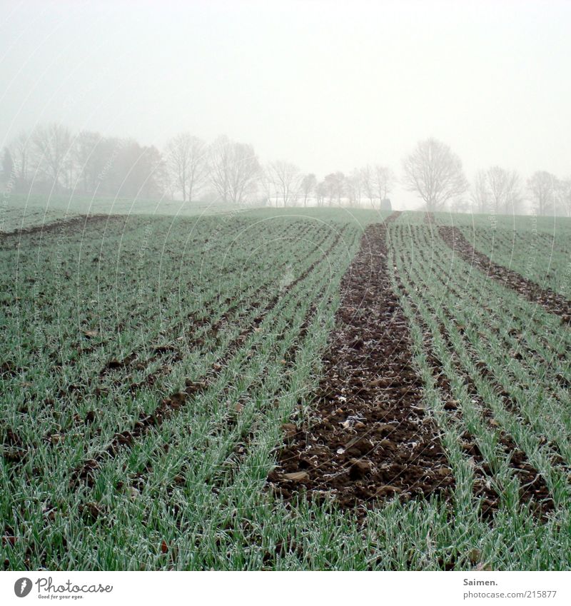 Cold hangs over the land Environment Nature Landscape Plant Earth Bad weather Fog Ice Frost Agricultural crop Freeze Climate Field Tree Arable land Colour photo