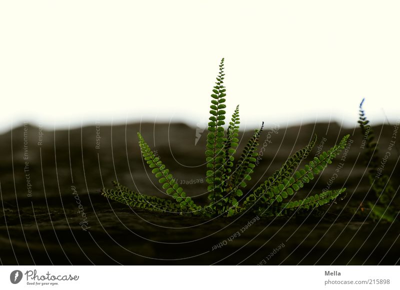 The fern of time Nature Plant Fern Leaf Foliage plant Growth Natural Power End Sustainability Environment Transience Time Flourish Colour photo Subdued colour
