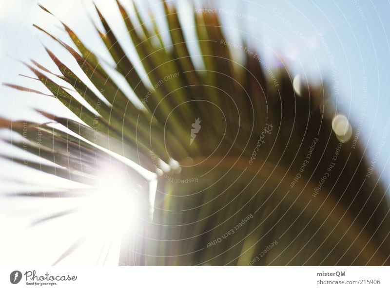 Sunshine Feeling. Nature Plant Esthetic Contentment Palm tree Palm frond Palm beach Vacation & Travel Vacation mood Vacation photo Vacation destination Summer