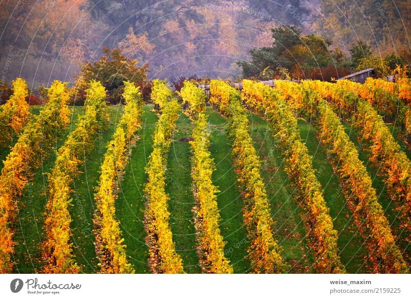 Colorful autumn in vine yards, Austria Fruit Wine Vacation & Travel Tourism Trip Adventure Mountain Agriculture Forestry Industry Nature Landscape Plant Autumn