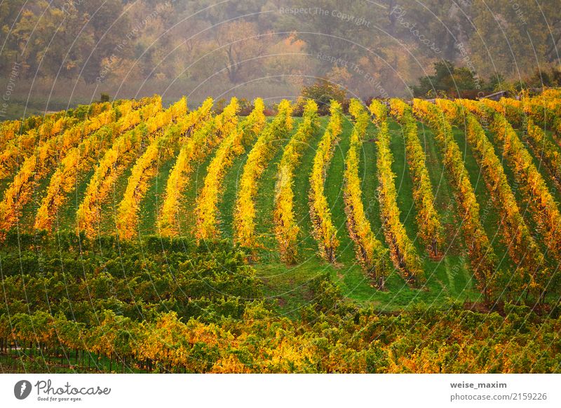 Panorama of Wachau valley. Colorful autumn in vine yards Fruit Tourism Mountain Industry Nature Landscape Plant Drops of water Autumn Storm Tree Bushes Leaf
