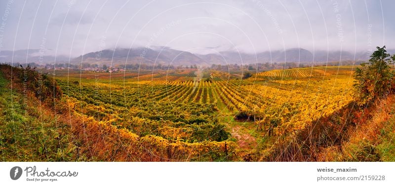Panorama of Wachau valley. Colorful autumn in vine yards Fruit Tourism Mountain Agriculture Forestry Industry Nature Landscape Plant Sky Clouds Autumn Rain Tree