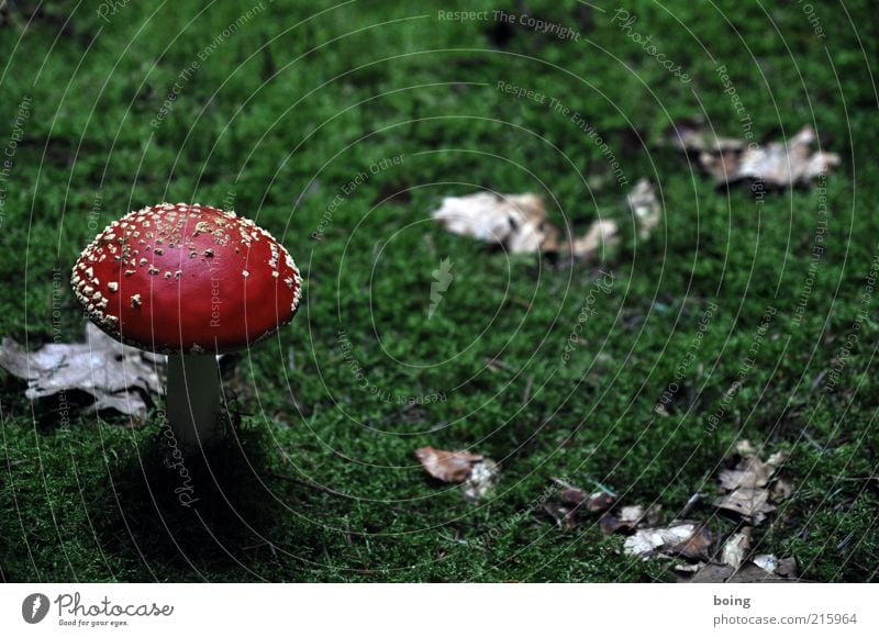 Motif in this surprising perspective too rarely represented Nature Plant Autumn Moss Mushroom Amanita mushroom Warning colour Red White Green Colour photo