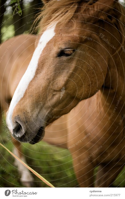 horse photo Animal Horse Esthetic Uniqueness Life Calm Beautiful Mane Love of animals Colour photo Exterior shot Close-up Deserted Copy Space bottom Day Shadow