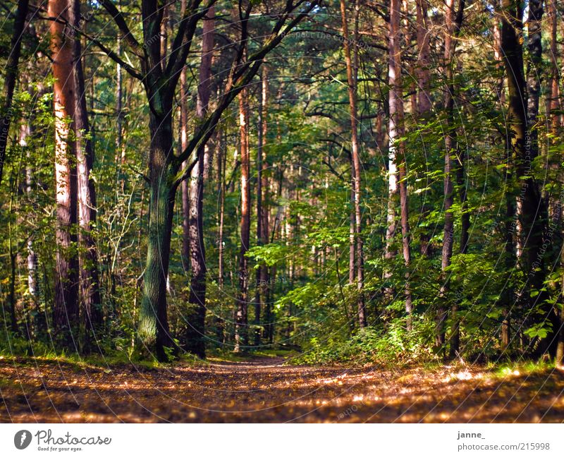 forest Environment Nature Plant Earth Autumn Tree Leaf Forest Brown Multicoloured Green Colour photo Exterior shot Day Light Shadow Sunlight Worm's-eye view