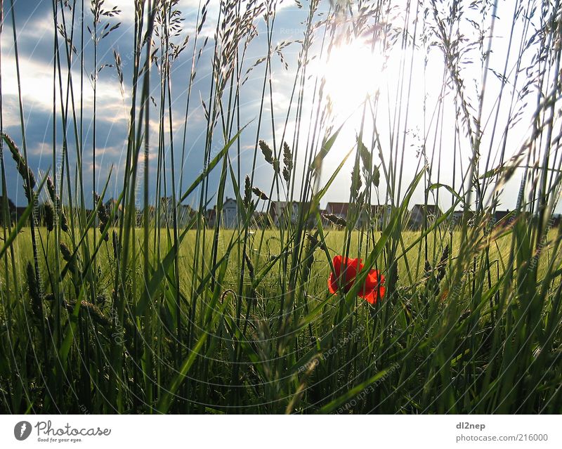 Mohnblume Freedom Summer Sun Environment Nature Landscape Plant Elements Beautiful weather Flower Grass Blossom Meadow Field Art Infinity Far-off places Earth