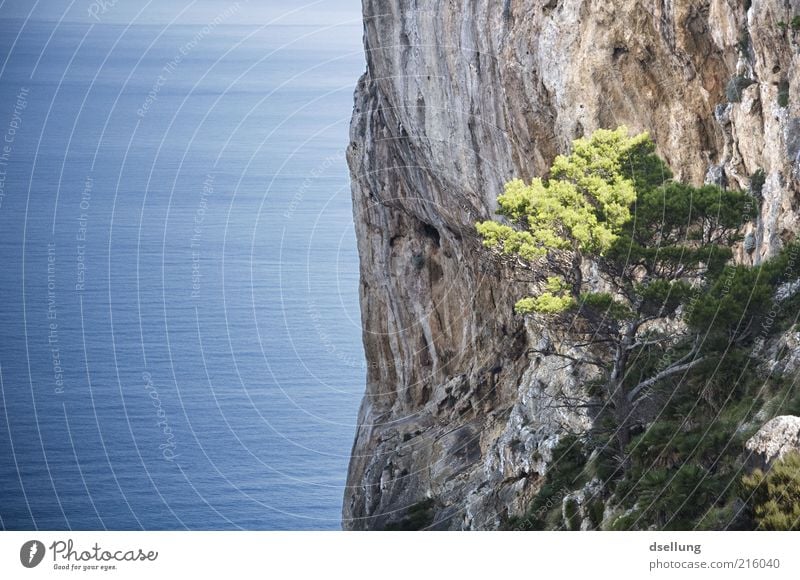 Mallorca IV Landscape Earth Water Summer Beautiful weather Tree Coast Ocean Mediterranean sea Island Majorca Esthetic Sharp-edged Free Large Tall Natural