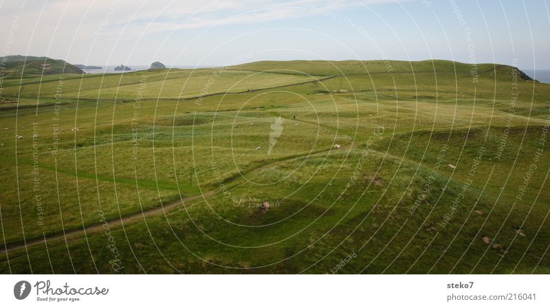 Scottish Coast III Grass Meadow Field Relaxation Infinity Juicy Green Far-off places Pasture Scotland Lanes & trails Colour photo Exterior shot Deserted