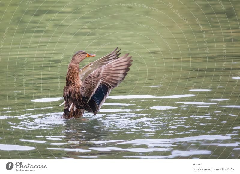 conductor Nature Animal Water Pond Lake Wild animal Bird Mallard 1 Fitness Flying Exceptional Brown Green Aggression Movement Environmental protection Habitat