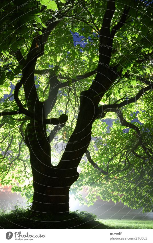 Light and shadow Environment Nature Plant Tree Park Wood Old Exceptional Green Black Moody Bizarre Sustainability Environmental protection Kassel