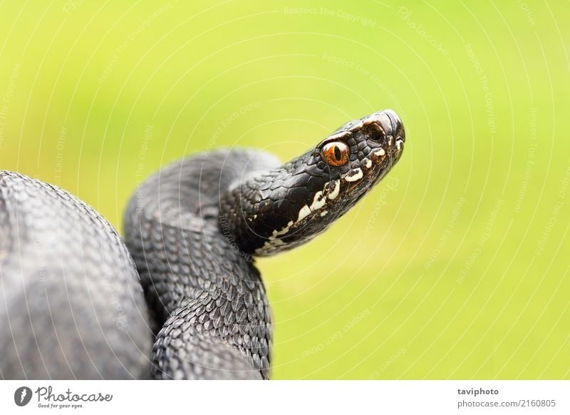 detailed portrait of black female viper Beautiful Science & Research Nature Animal Snake Natural Wild Black Dangerous Reptiles Viper adder wildlife venomous