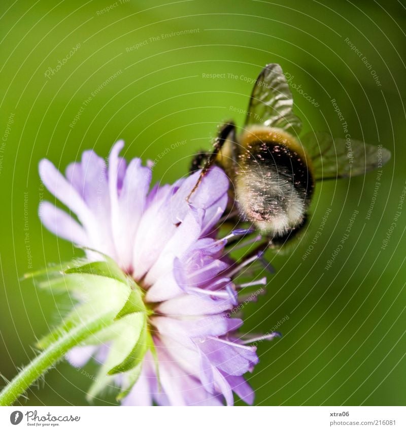 flowers and bees Nature Plant Animal Blossom Farm animal 1 Authentic Bee Flower Sprinkle Colour photo Exterior shot Close-up Detail Rear view Wing Blossom leave