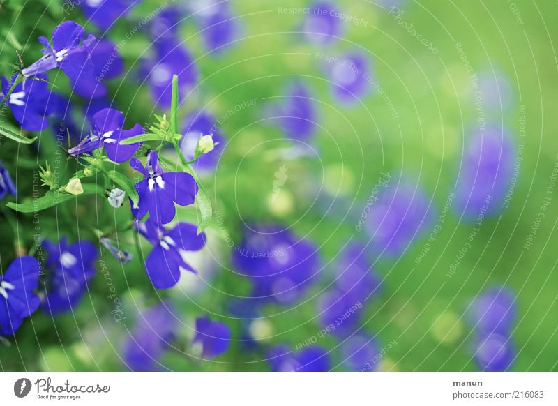 Green and Blue Nature Flower Herbaceous plants Summerflower Blossoming Esthetic Fragrance Fantastic Beautiful Natural Colour photo Exterior shot Day Deserted
