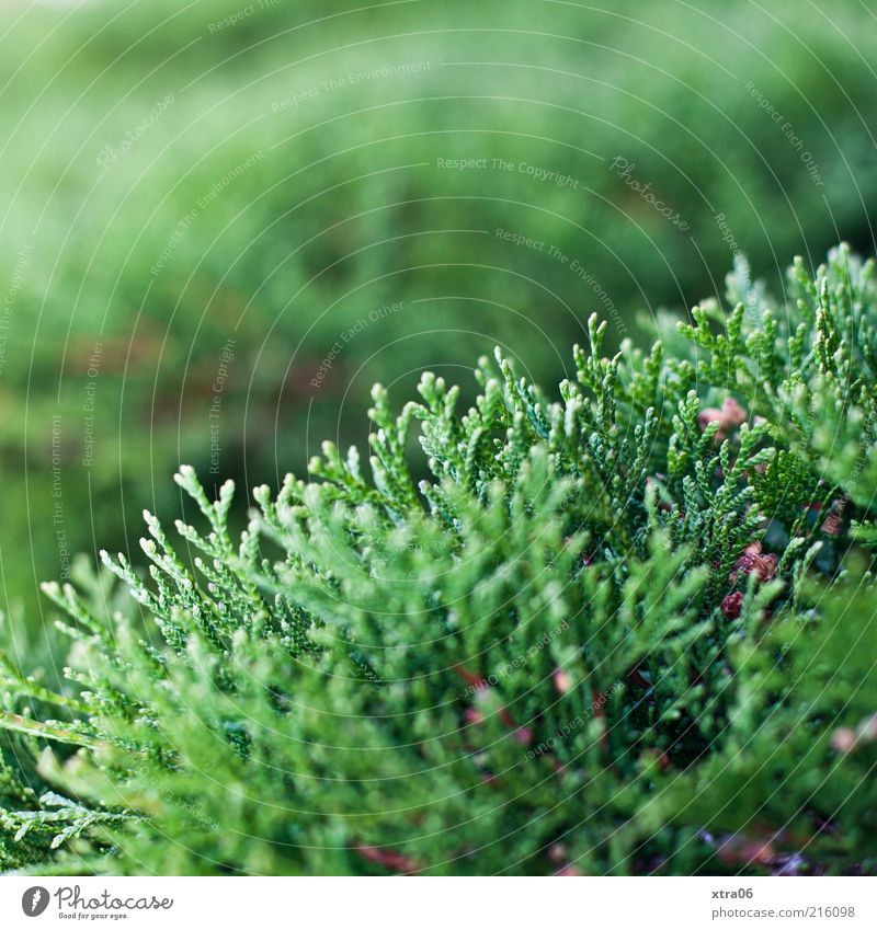 green Environment Nature Plant Bushes Foliage plant Green Colour photo Exterior shot Shallow depth of field Conifer Copy Space top Deserted Growth Fir tree