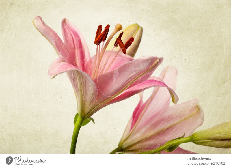 Pink Lilies Nature Plant Flower Leaf Blossom Lily Esthetic Simple Exotic Retro Green Elegant Beautiful Old Colour photo Multicoloured Studio shot Close-up