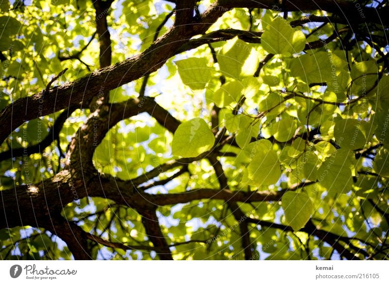 Beautiful leaves Environment Nature Plant Sunlight Summer Climate Beautiful weather Tree Leaf Foliage plant Wild plant Branch Twig Leaf canopy Blossoming