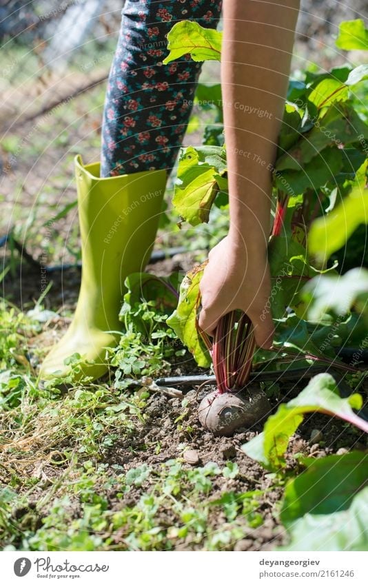 Woman harvest beet in the garden. Vegetable Vegetarian diet Summer Garden Gardening Nature Plant Leaf Wood Fresh Natural Green Red Red beet food Organic