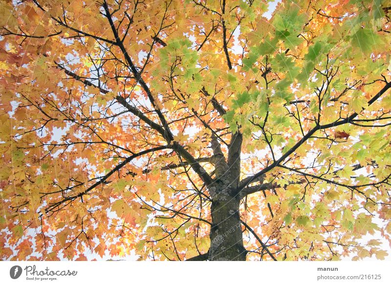 October tree Environment Nature Autumn Tree Leaf Autumn leaves Autumnal colours Early fall Twigs and branches Old Illuminate Natural Transience Change