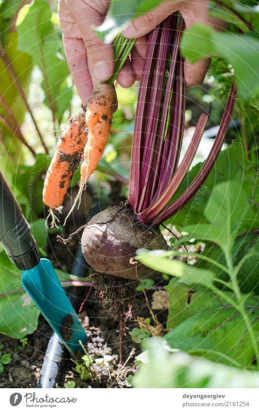 Woman harvest carrots and beetroot in the garden Vegetable Vegetarian diet Diet Garden Gardening Adults Nature Leaf Wood Fresh Green Red Carrot Organic Harvest