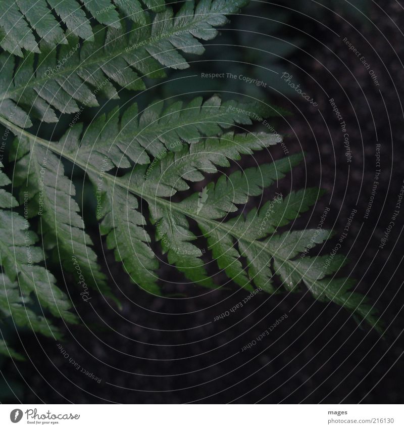 rainforest Environment Nature Plant Fern Leaf Foliage plant Growth Green Calm Peaceful Primordial Natural Colour photo Exterior shot Deserted Day Fern leaf