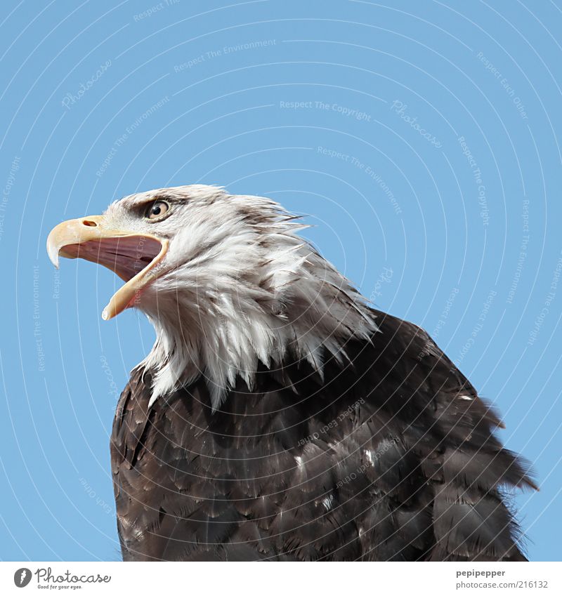 freedom Freedom Environment Nature Air Sky Cloudless sky Animal Wild animal Bird Animal face 1 Strong Colour photo Exterior shot Close-up Detail Animal portrait